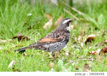 東京都三鷹市の野鳥 三鷹市中原休耕畑のツグミ 東京都三鷹市の野鳥 三鷹市中原休耕畑のツグミ 28698499
