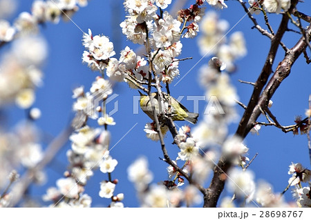 東京都三鷹市の野鳥 仙川に隣接する公園のハクバイとメジロ 28698767