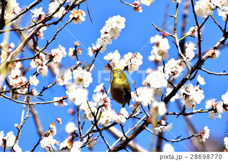 東京都三鷹市の野鳥 仙川に隣接する公園のハクバイとメジロ 28698770