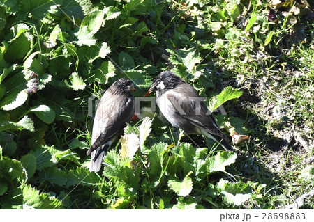 東京都三鷹市の野鳥 仙川河岸草地のつがいのムクドリ 28698883