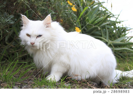 金目銀目のオッドアイを持つ白野良ネコ 28698983