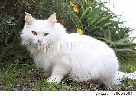 金目銀目のオッドアイを持つ白野良ネコの写真素材 [28698984] - PIXTA