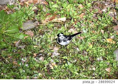 東京都三鷹市の野鳥 仙川河岸草地のセグロセキレイ 28699024