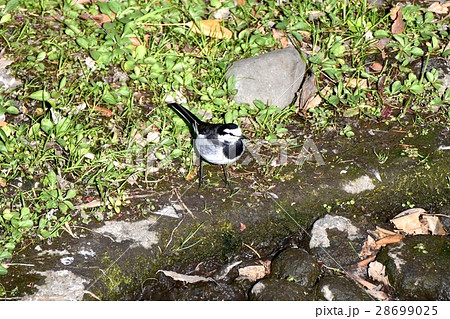 東京都三鷹市の野鳥 仙川河岸草地のセグロセキレイ 28699025