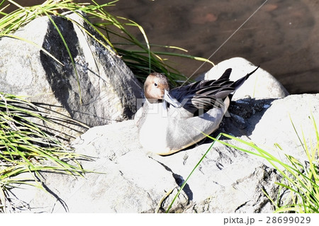 東京都三鷹市の野鳥 仙川河岸岩場で日光浴、翼羽の繕いをするオナガガモのオス 東京都三鷹市の野鳥 仙川河岸岩場で日光浴、翼羽の繕いをするオナガガモのオス 28699029