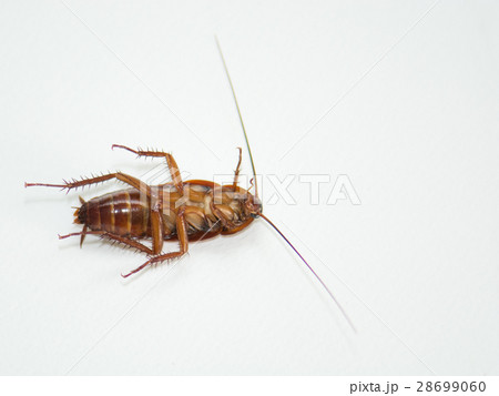 Roach macro white backdrop to highlight the detail 28699060