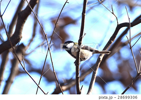東京都三鷹市の野鳥 仙川隣接公園のシジュウカラ 28699306