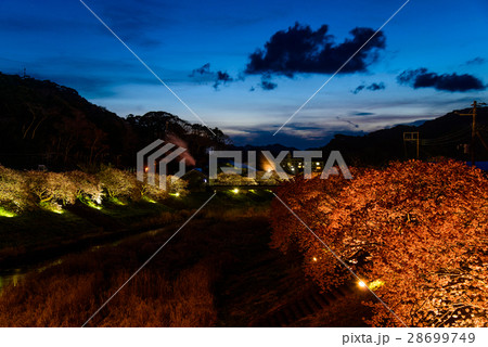 【静岡県南伊豆町】青野川沿い、みなみの桜と菜の花まつり、ライトアップ 28699749