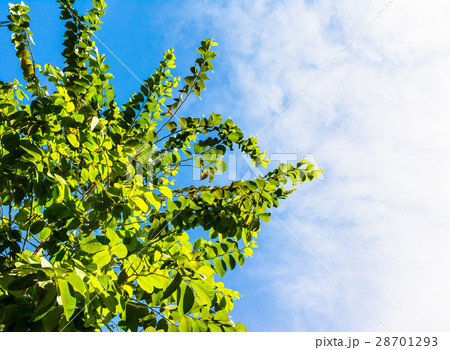 tree and nature tree and nature 28701293