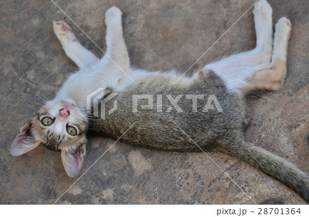 ラオスのシーパンドン最大の島、コーン島　島にいる野良猫 28701364