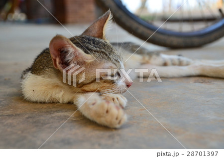 ラオスのシーパンドン最大の島、コーン島　島にいる野良猫 28701397