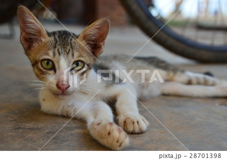 ラオスのシーパンドン最大の島、コーン島　島にいる野良猫 28701398