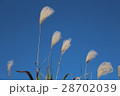 青空とススキ 28702039