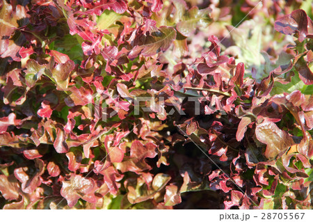 Red lettuce on a garden bed 28705567