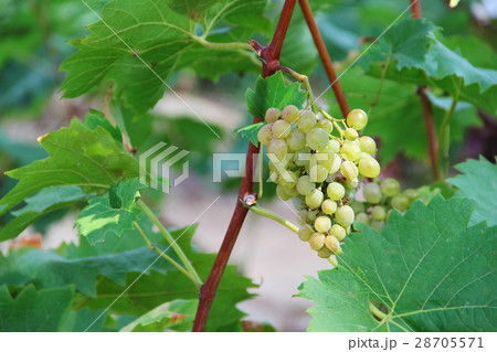White grapes in the vineyard White grapes in the vineyard 28705571
