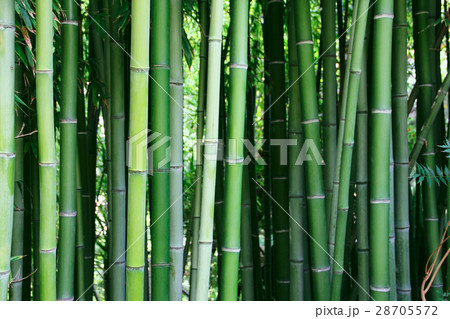 Bamboo Bamboo 28705572