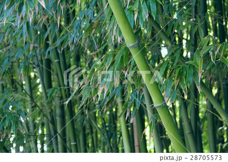 Bamboo Bamboo 28705573