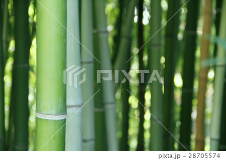 Bamboo Bamboo 28705574