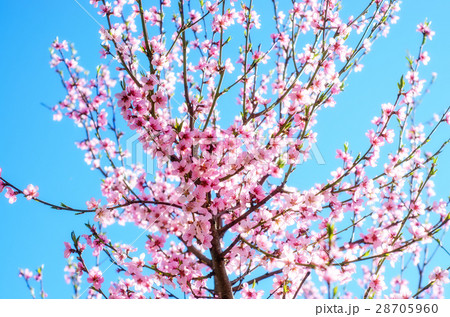 Blooming cherry tree branches against 28705960