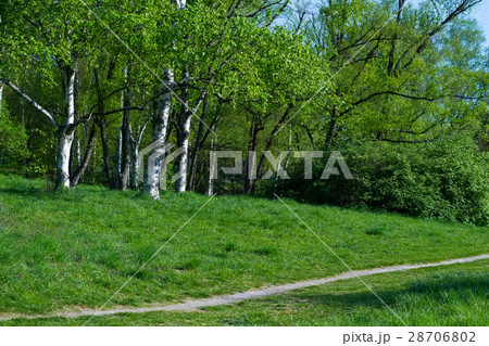 Birch grove. Birch grove. 28706802