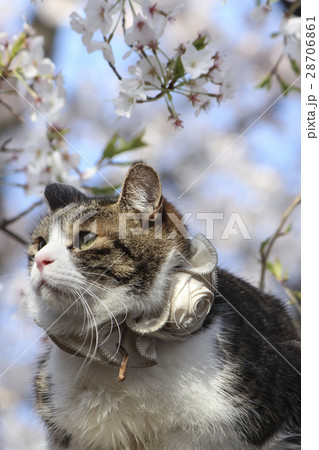 桜の木の上の猫 東京 上野公園の写真素材