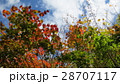 光を受けたもみじ ／ The maple trees in the light 28707117