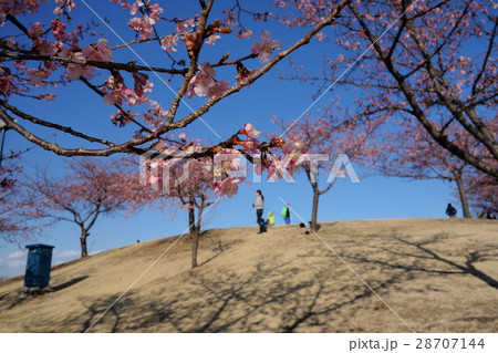 伊勢崎市民のもり公園の河津さくら 伊勢崎市民のもり公園の河津さくら 28707144