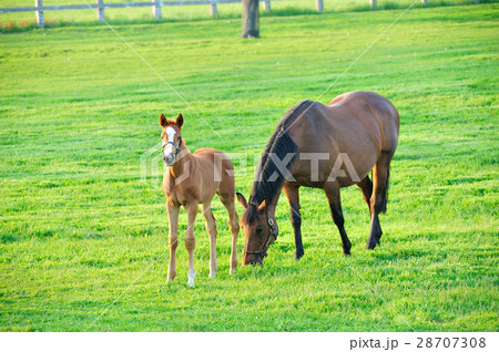 親子馬 28707308
