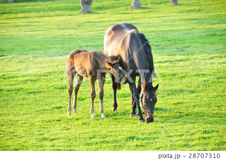 親子馬 28707310