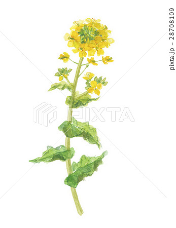 菜の花 28708109