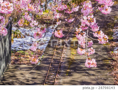 Cherry blossom Cherry blossom 28708143