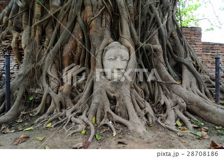 Buddha head in the tree root at Ayutthaya 28708186