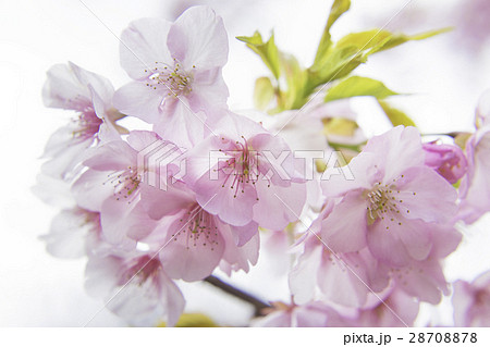 河津桜　(カワヅザクラ) 28708878