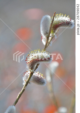 ネコヤナギ猫柳の花咲くの写真素材