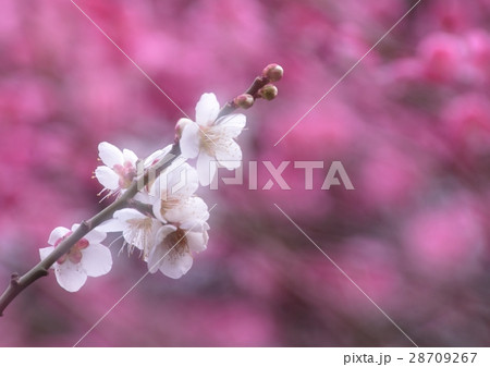 梅の花 多重露光 の写真素材