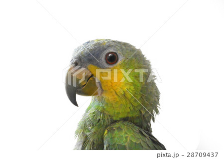 portrait of Amazon parrot on a white background portrait of Amazon parrot on a white background 28709437
