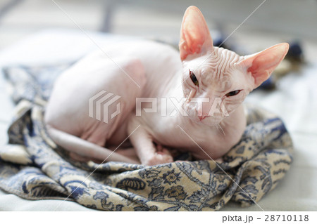 Cat - sphynx hairless kitten 28710118