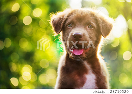 brown puppy with bokeh background 28710520