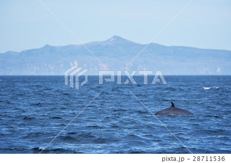 知床の海を泳ぐミンククジラの写真素材