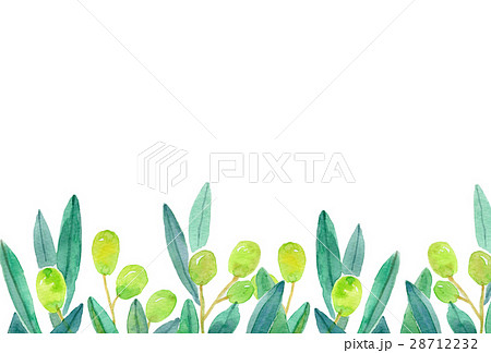 水彩イラスト　オリーブ　フレーム 28712232