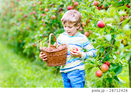 Little kid boy picking red apples on farm autumn 28712426