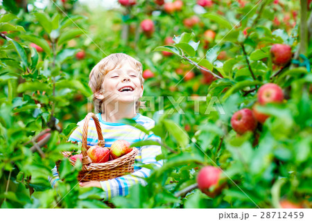 Little kid boy picking red apples on farm autumn Little kid boy picking red apples on farm autumn 28712459