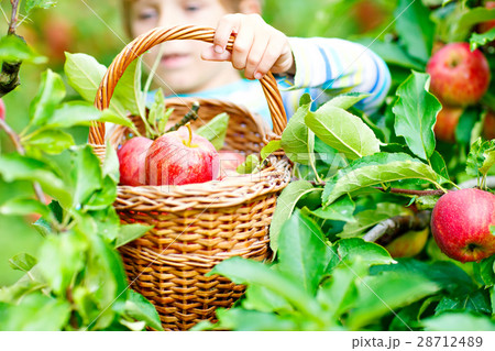 Little kid boy picking red apples on farm autumn 28712489