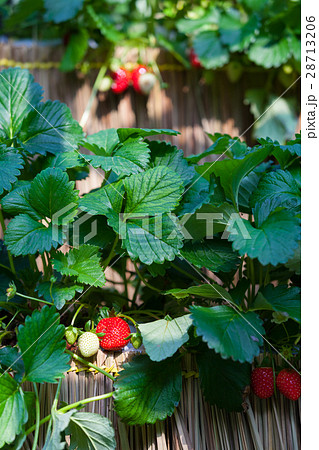 Fresh strawberries that are grown in greenhouses Fresh strawberries that are grown in greenhouses 28713206