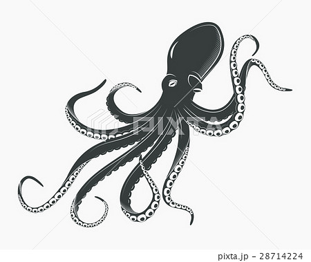 Octopus Or Cuttlefish Underwater Spinelessのイラスト素材