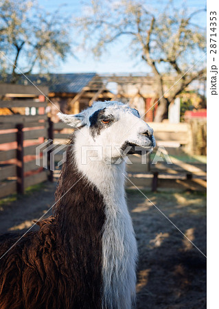 Portrait of Llama in the park or zoo. Funny Portrait of Llama in the park or zoo. Funny 28714353