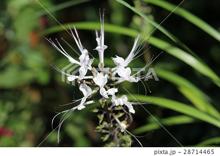 ネコノヒゲ ネコノヒゲ 28714465