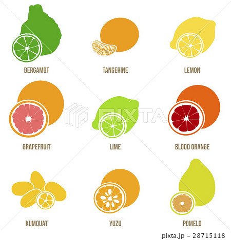 Citrus fruits vector flat set, whole fruits slices Citrus fruits vector flat set, whole fruits slices 28715118