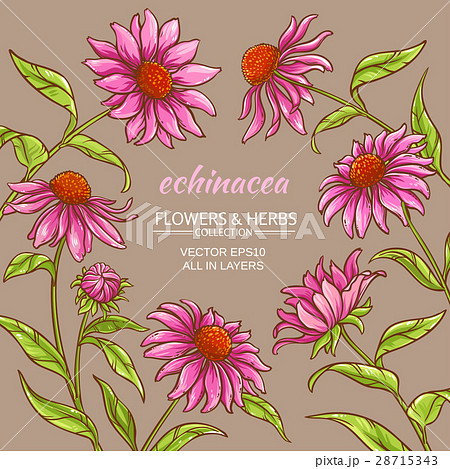 echinacea purpurea frame echinacea purpurea frame 28715343