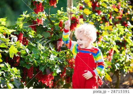 Little boy picking red currant berry Little boy picking red currant berry 28715391